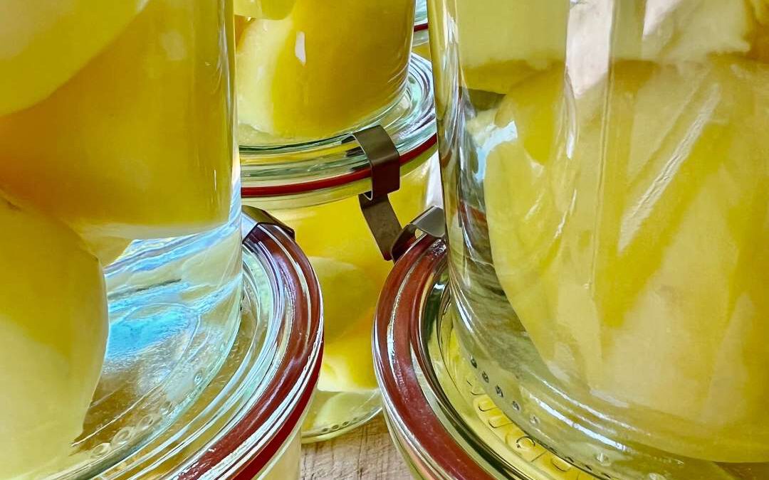 Geschälte Kartoffeln in mehreren Gläsern gleichmäßig verteilt zum Einkochen im Pressure Canner vorbereitet