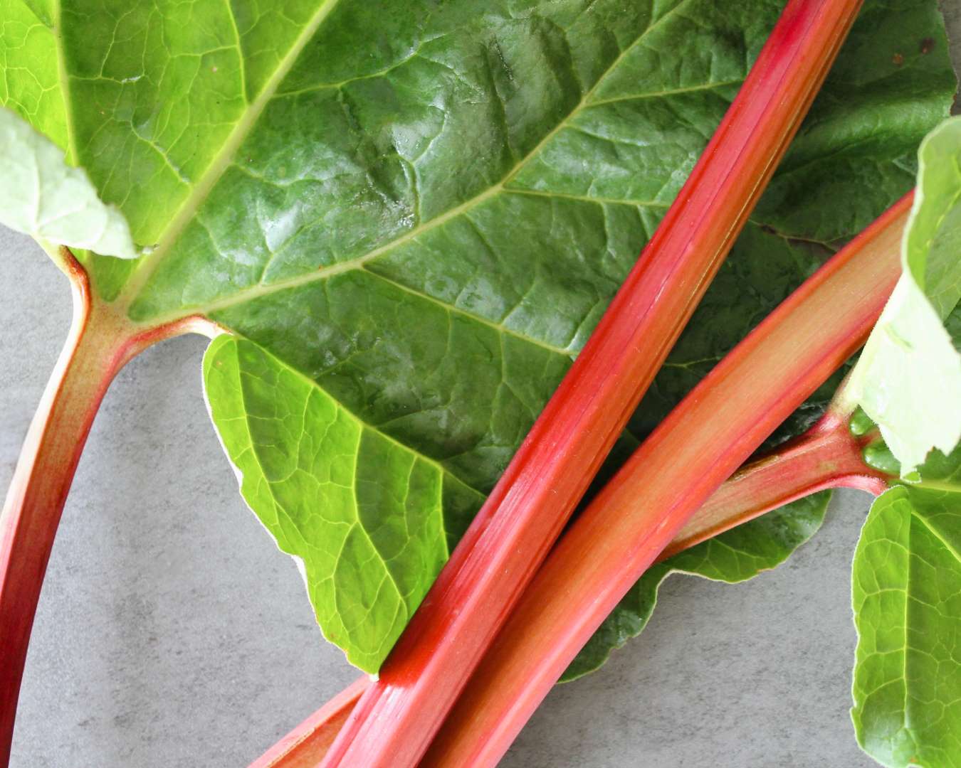 Frische Rhabarberstangen mit grünen Blättern