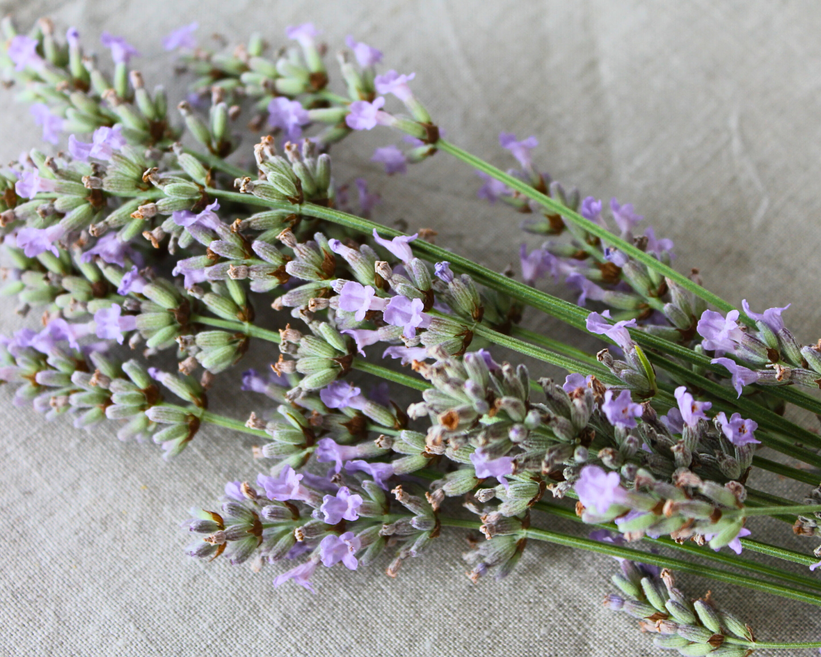 Frische Lavendelblüten auf einem Leinentuch – eine aromatische Zutat für Stachelbeermarmelade