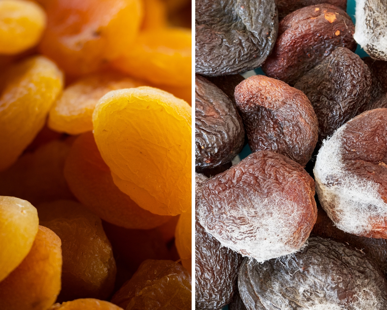 aprikosen-vergleich-schwefeln-vs-schimmel.jpg Gegenüberstellung von leuchtend orange geschwefelten und dunkel verfärbten, verschimmelten ungeschwefelten getrockneten Aprikosen – Risiko bei falscher Lagerung.