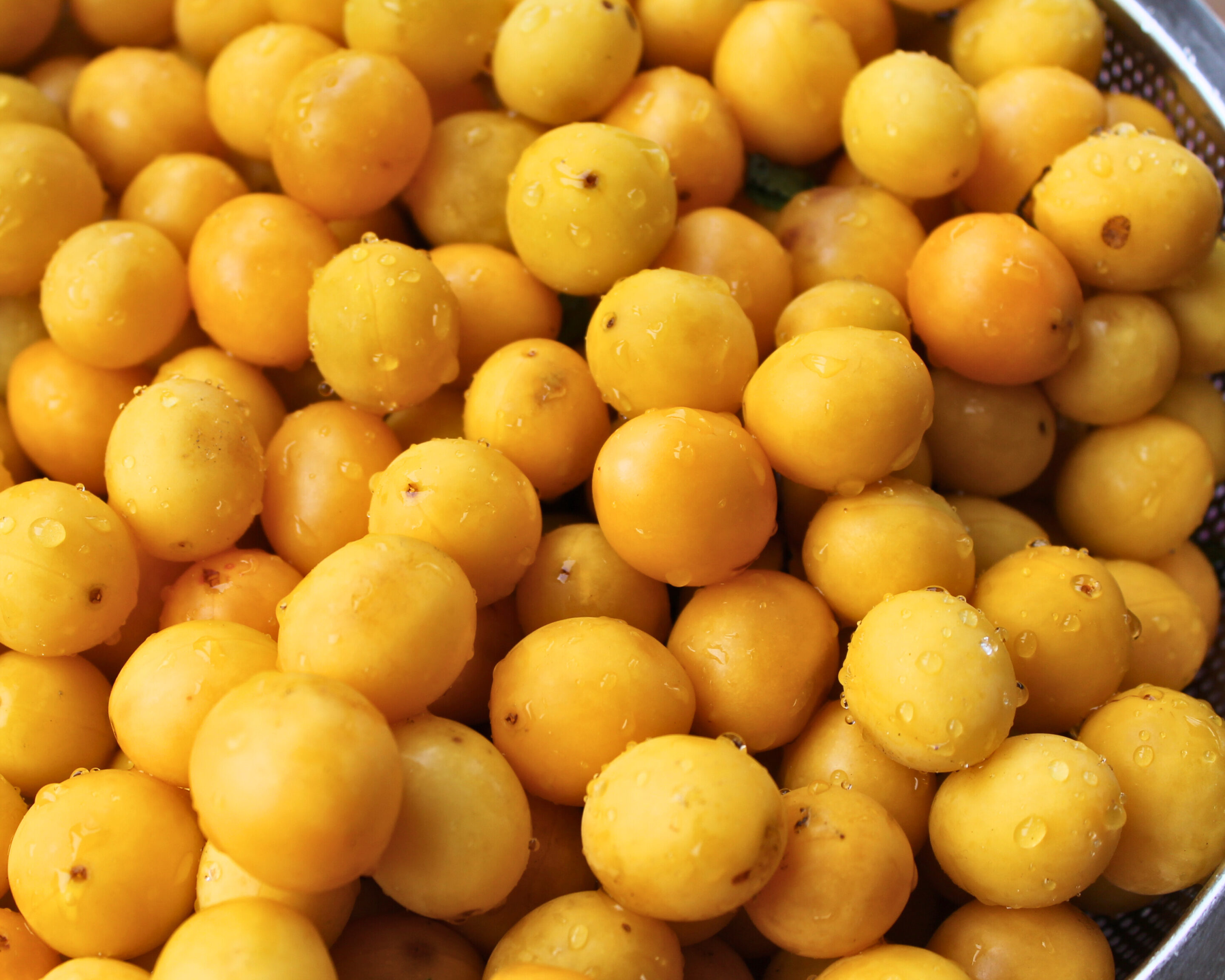 mirabellen-waschen-fuer-mus-einkochen.jpg Frisch gewaschene gelbe Mirabellen im Sieb – vorbereitet für die Verarbeitung zu Fruchtmus oder Marmelade