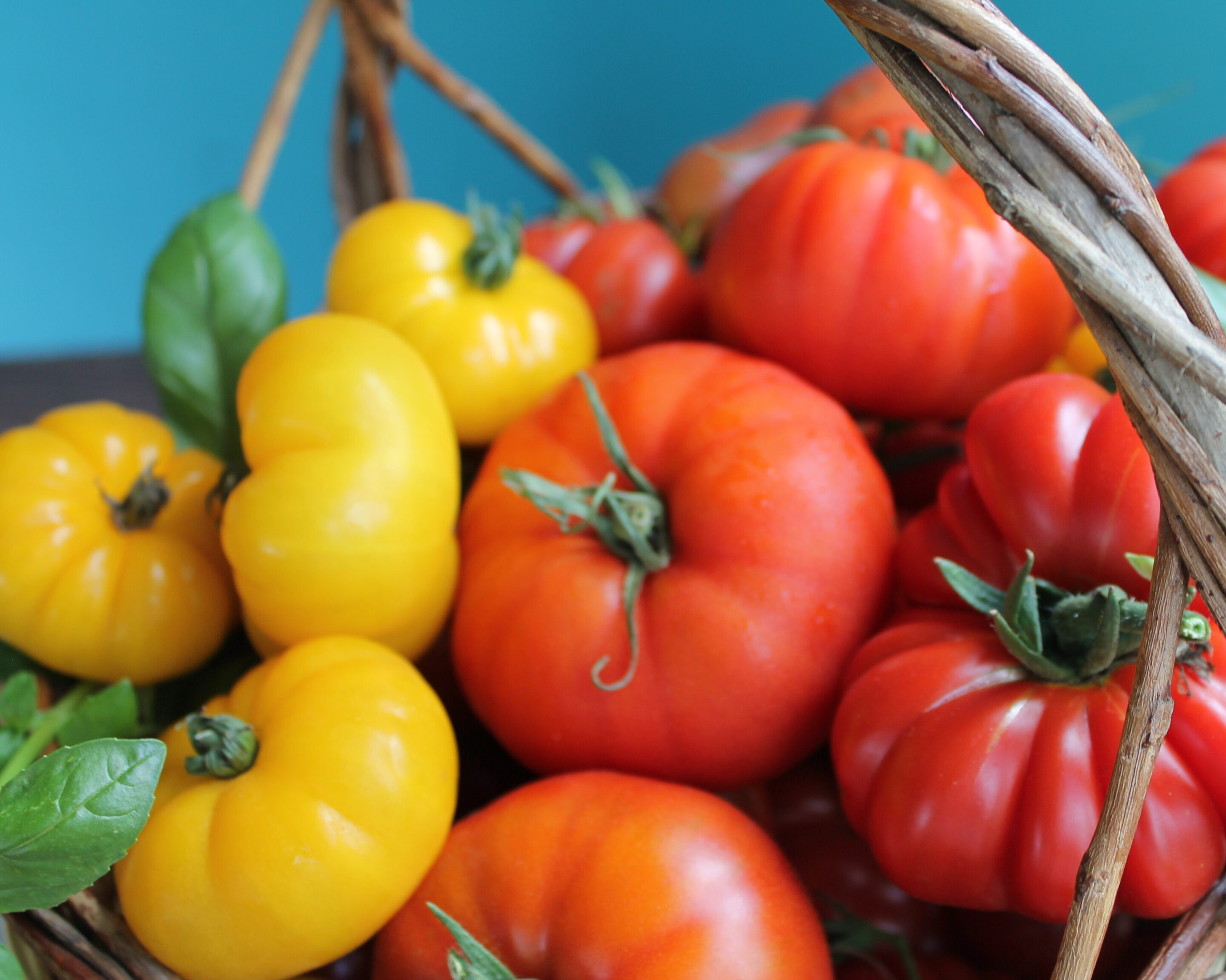 Frische gelbe und rote Tomaten im Erntekorb – ideale Grundlage zum Einkochen von Tomatensauce.