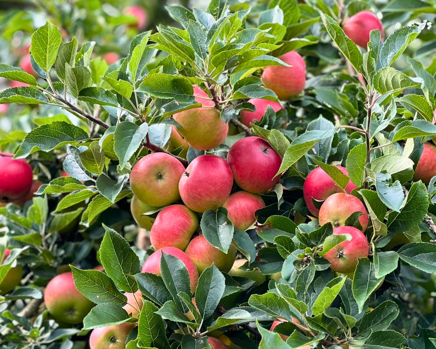 Reife Äpfel am Baum kurz vor der Ernte – perfekte Früchte zum Einkochen von Apfelscheiben oder für Apple Pie Filling.
