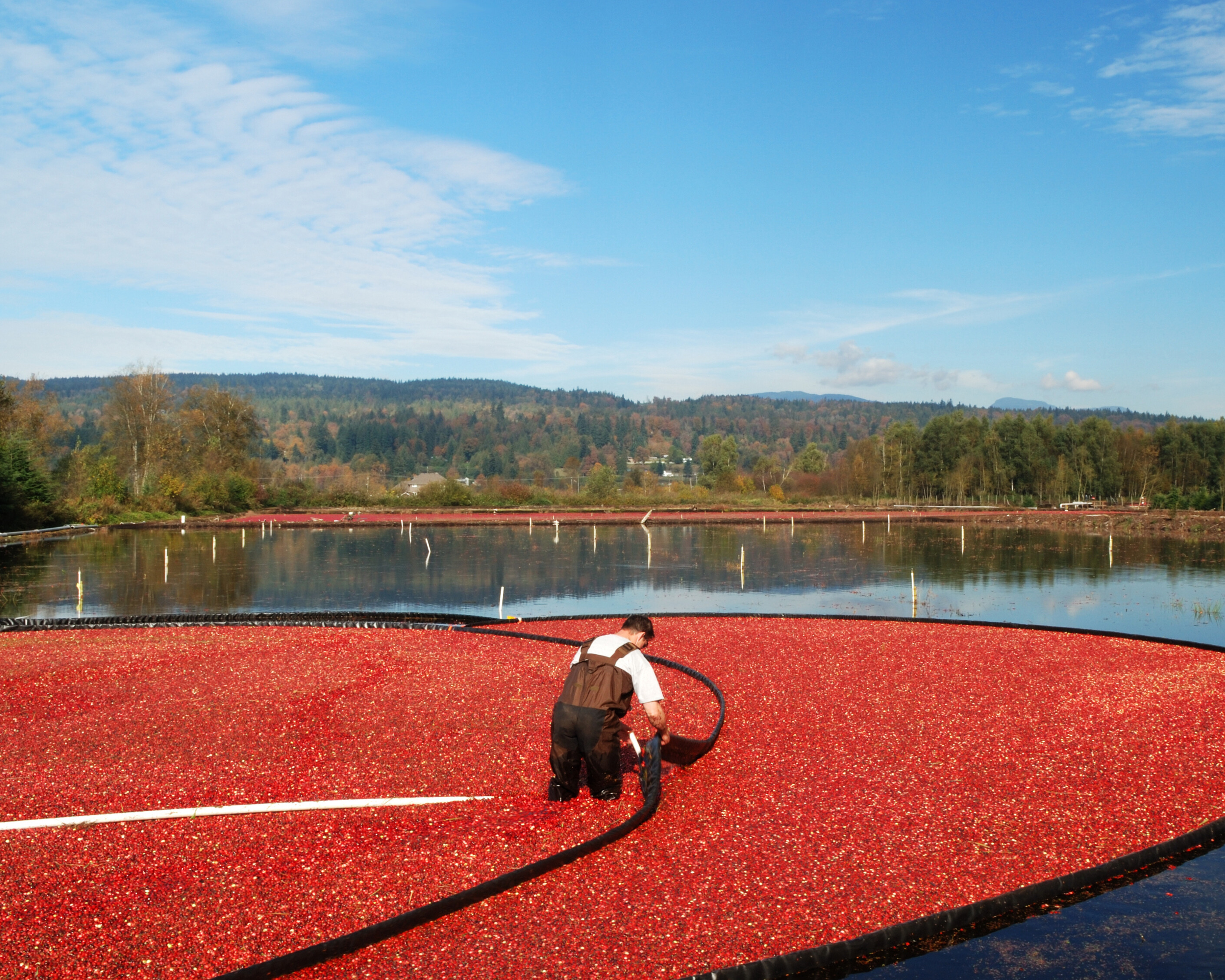 Cranberry-Ernte in Kanada: Arbeiter steht in einem gefluteten Feld, um reife Cranberries während der Wet Harvest zu sammeln.