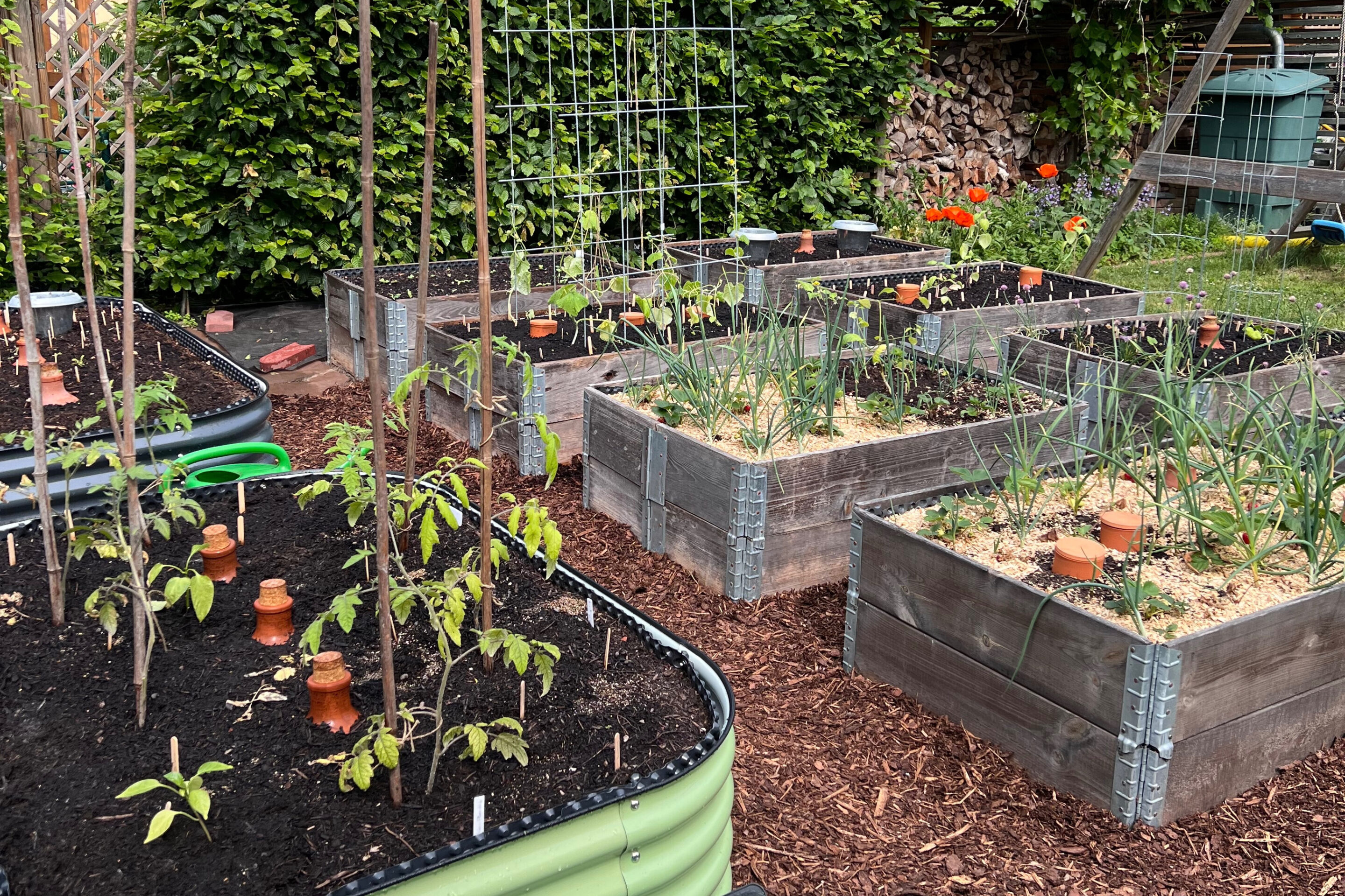 Tomaten im Hochbeet mit Ollas zur gleichmäßigen Bewässerung und besseren Erträgen