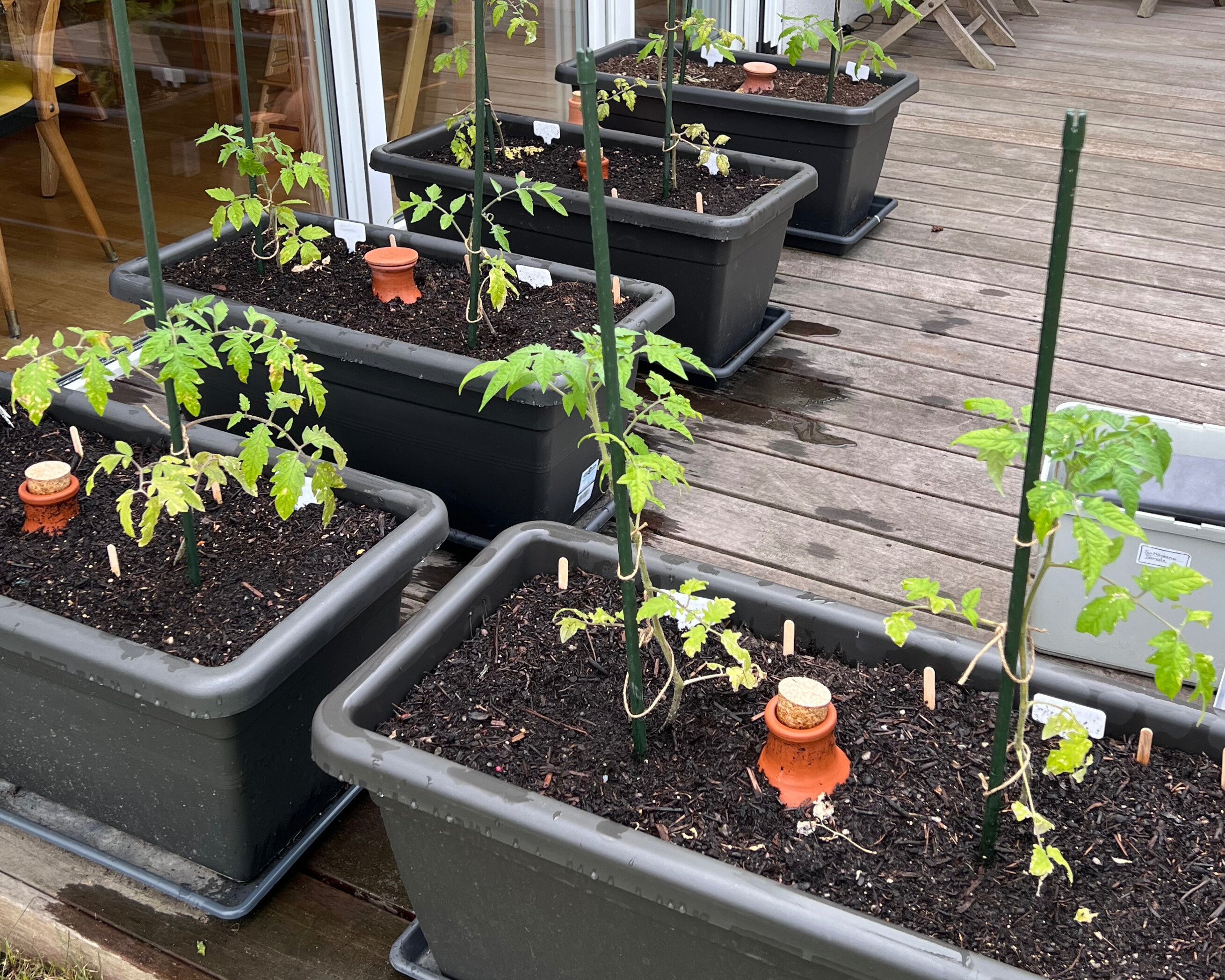 Tomatenpflanzen im Kübel auf kleiner Fläche – pflegeleichter Tomatenanbau im Garten