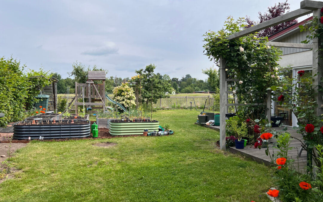 Tomatenanbau im kleinen Garten mit Hochbeeten, Kübeln und Terrasse