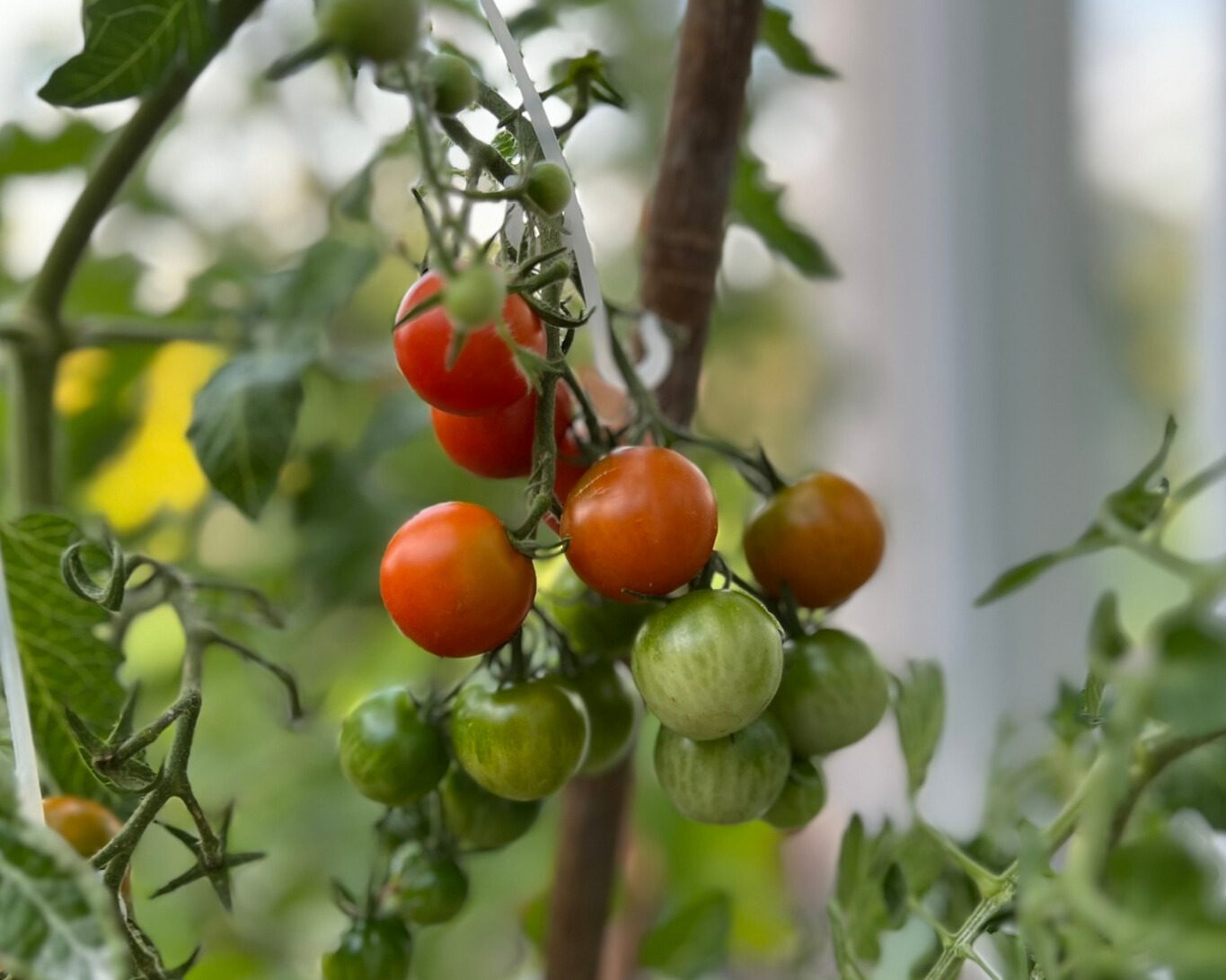 Reife und unreife Cocktailtomaten der Sorte Vesnij-Mieurinski direkt am Strauch