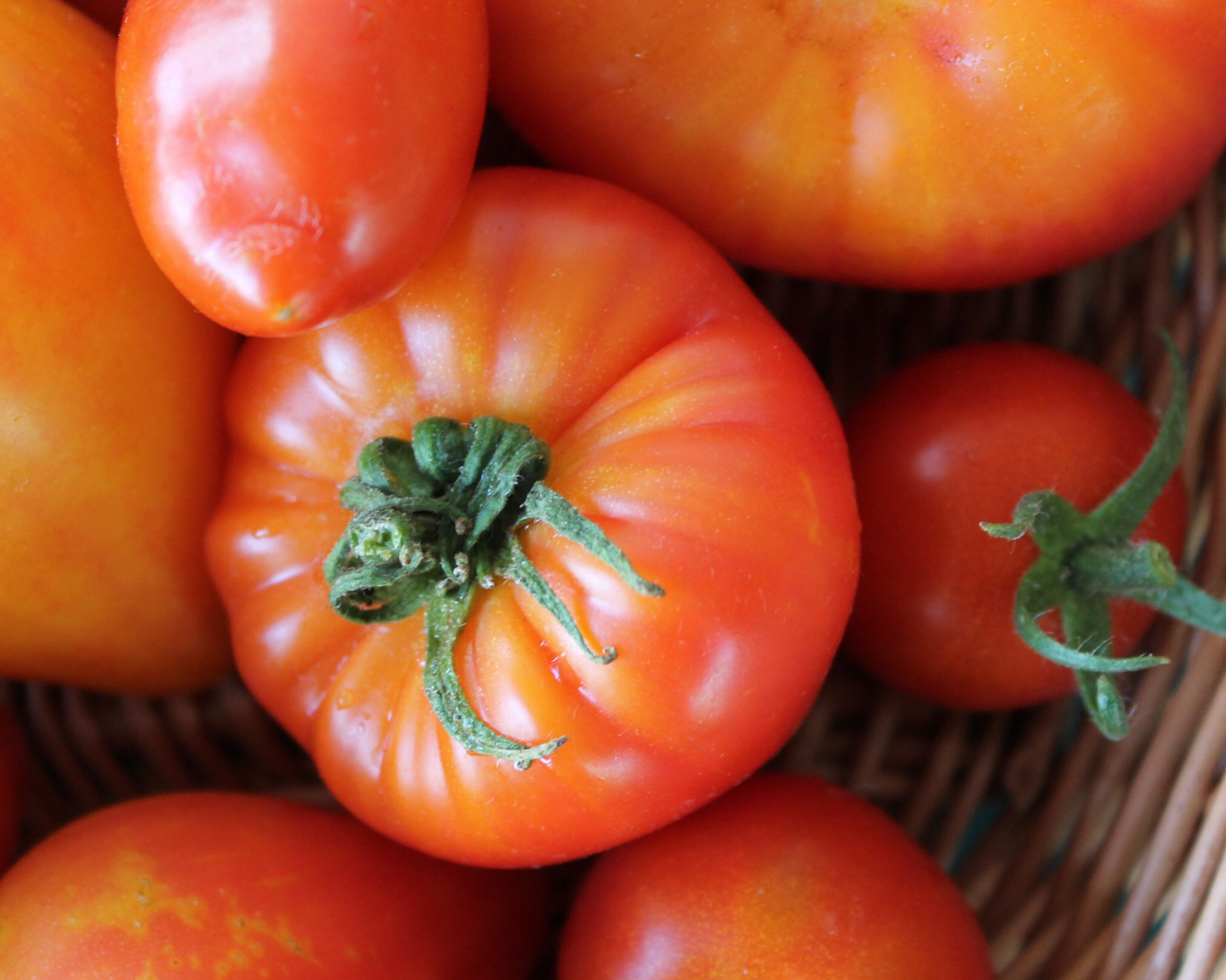 Große Fleischtomaten wie Costoluto Fiorentino und Marmande – ideal zum Einkochen