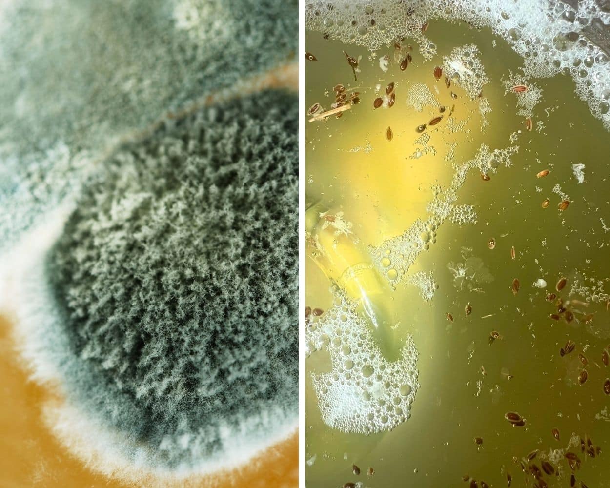 Schimmel im Vergleich zu Kahmhefe auf fermentierten Lebensmitteln mit sichtbaren Unterschieden in Struktur und Oberfläche