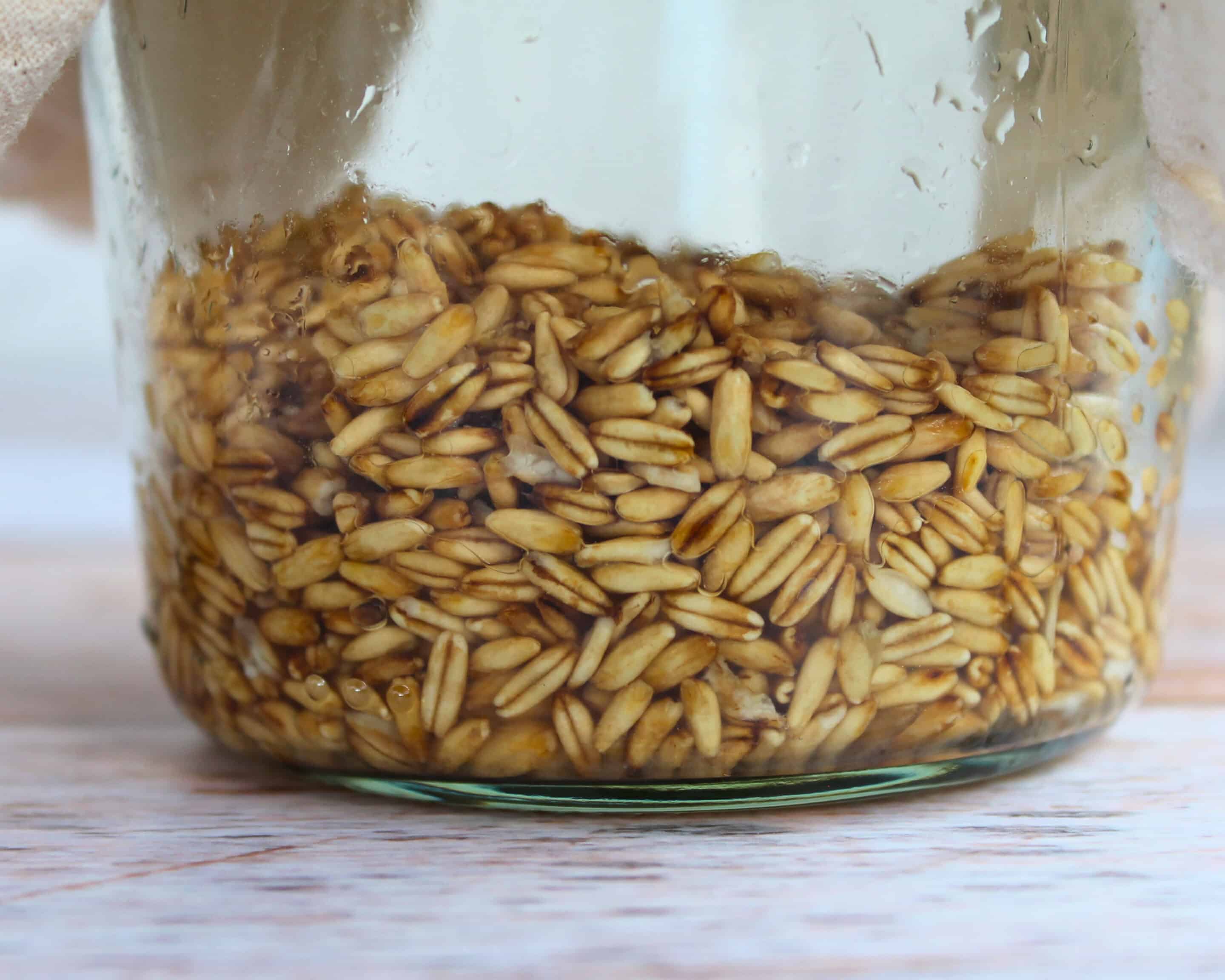 Fermentierte Hafer in einem Glas während der Fermentation.