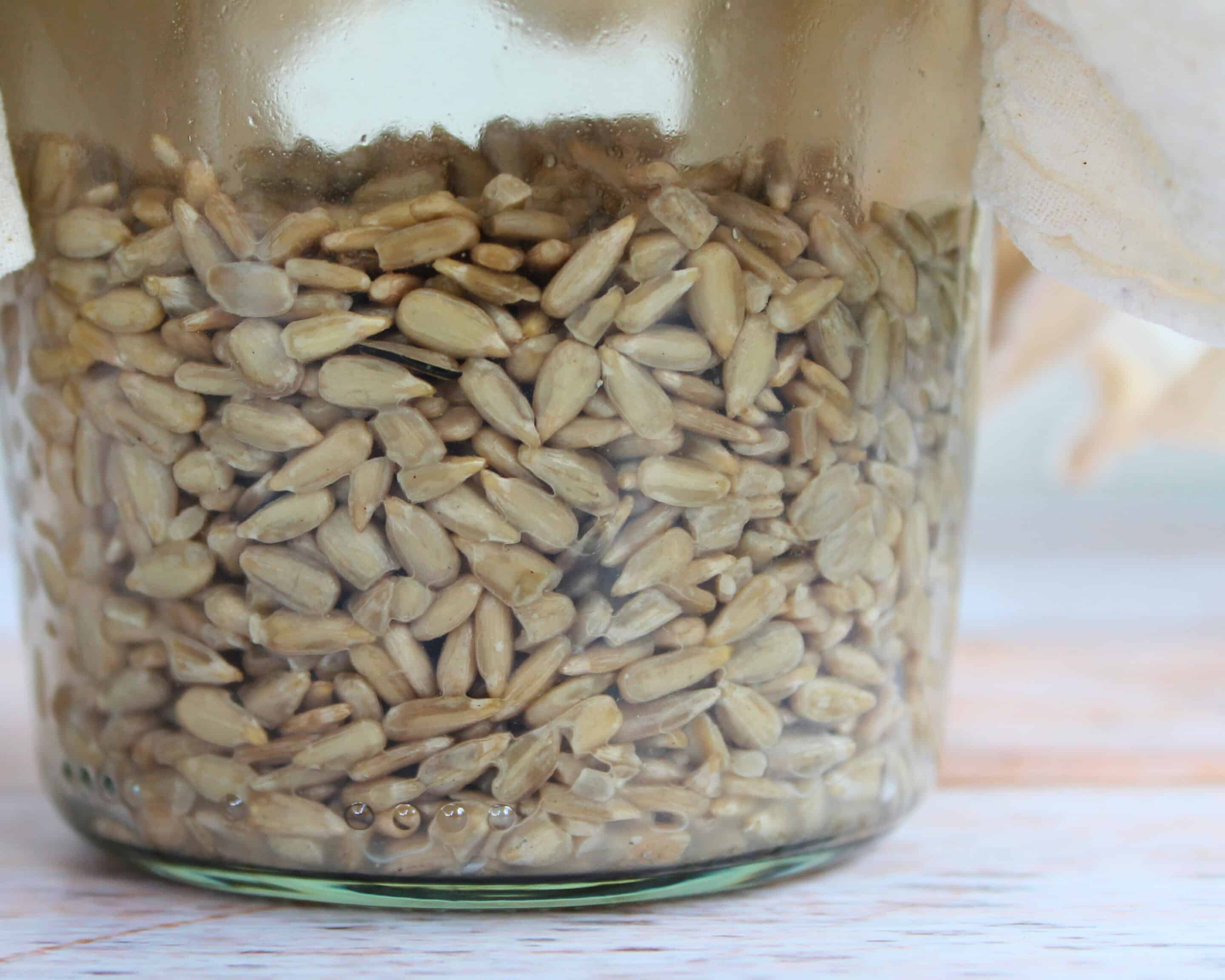 Fermentierte Sonnenblumenkerne in einem Glas mit sichtbaren Gärbläschen während der Fermentation.