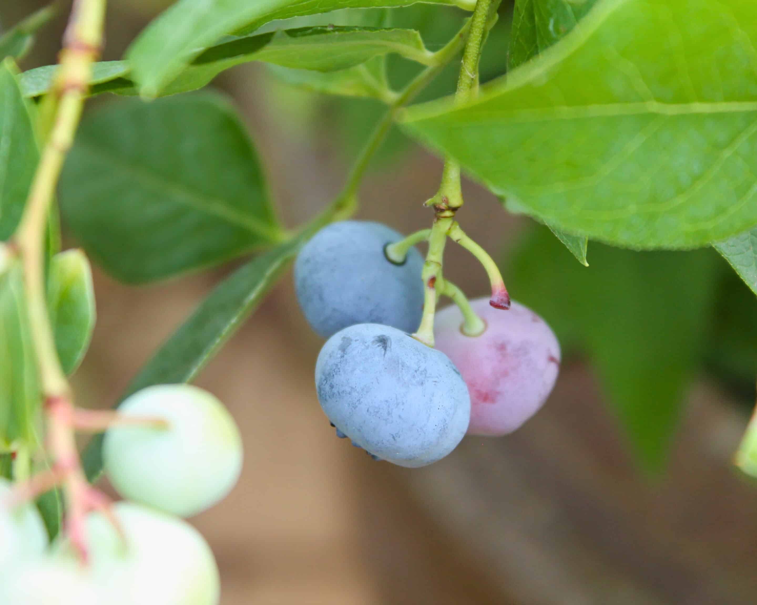 Reife und unreife Blaubeeren am Strauch mit deutlich sichtbarem mattem Reif auf der Schale