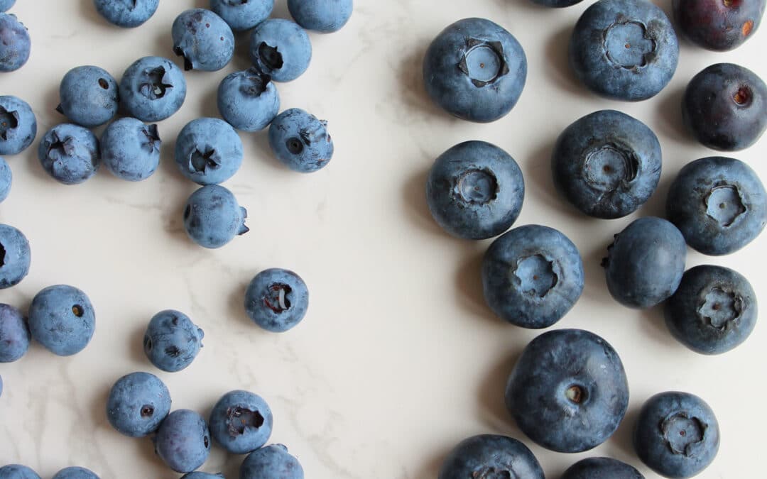 Frische Blaubeeren nach Größe sortiert auf hellem Marmor, vorbereitet zum Trocknen