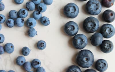 Blaubeeren schnell trocknen: Anpieksen statt Blanchieren und warum das Vitamine rettet