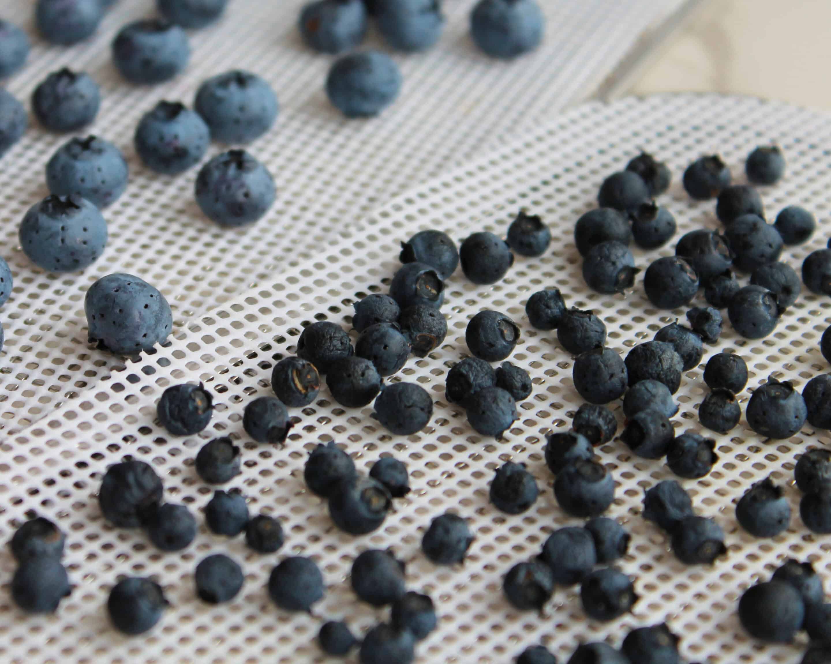 Große und kleine Blaubeeren gemischt beim Trocknen auf dem Gitter, Größenunterschied deutlich