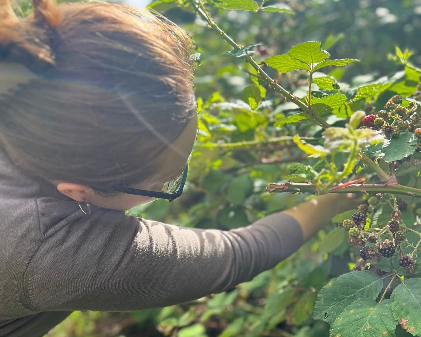 Frau pflückt reife Brombeeren am stacheligen Strauch